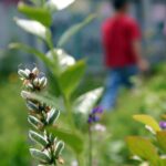 Integrating Community Service Learning into academic courses